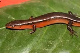 Phát hiện loài thằn lằn mới tại Vườn Quốc gia Vũ Quang