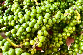 Giá hồ tiêu khởi sắc trong tuần qua, vượt ngưỡng 150.000 đồng/kg