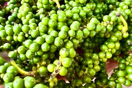 Giá hồ tiêu khởi sắc trong tuần qua, vượt ngưỡng 150.000 đồng/kg