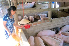 Heo hơi rớt giá tới 4.000 đồng/kg, cao nhất chỉ còn 77.000 đồng