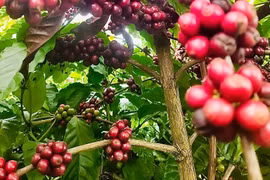 Cà phê về mức thấp nhất trong gần 3 tháng qua