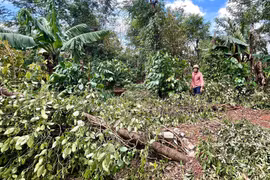 Đề xuất nâng mức hỗ trợ bảo hiểm nông nghiệp lên 95%