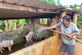 Ngày 10-2, giá heo hơi tiếp tục lùi về 75.000 đồng/kg