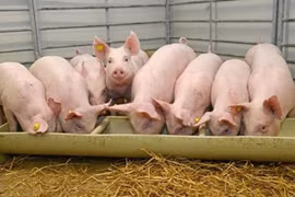 Giá heo hơi cán mốc 76.000 đồng/kg trong ngày 15-1