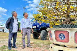 Lễ hội Mai vàng An Nhơn Đông 2026 mở rộng quy mô, kéo dài xuyên Tết