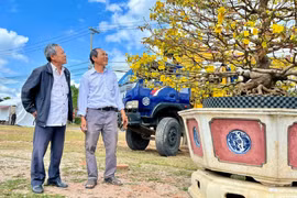 Lễ hội Mai vàng An Nhơn Đông 2026 mở rộng quy mô, kéo dài xuyên Tết