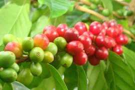 Ngày 23-1, giá cà phê quay đầu tăng mạnh, đạt mốc 100.000 đồng/kg
