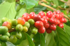 Ngày 23-1, giá cà phê quay đầu tăng mạnh, đạt mốc 100.000 đồng/kg