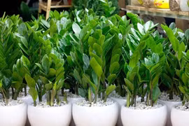 Những loại cây cảnh quen thuộc nhưng cần tránh trồng vì chứa độc tố