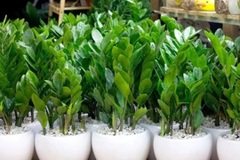 Những loại cây cảnh quen thuộc nhưng cần tránh trồng vì chứa độc tố