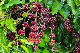Giá cà phê phục hồi nhẹ trong ngày cuối tháng 1
