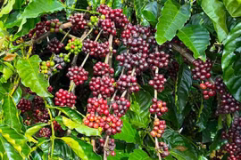 Giá cà phê phục hồi nhẹ trong ngày cuối tháng 1