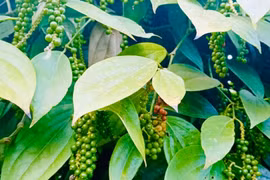 Giá cà phê và hồ tiêu cùng “đi lui” trong ngày cuối tháng 2