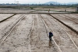 Gia Lai triển khai hơn 688 ha lúa giảm phát thải trong vụ Đông Xuân 2025-2026