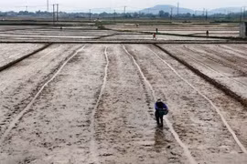 Gia Lai triển khai hơn 688 ha lúa giảm phát thải trong vụ Đông Xuân 2025-2026