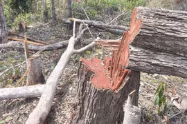 UBND tỉnh Gia Lai chỉ đạo kiểm tra, xử lý vụ phá rừng tại xã Ia Púch
