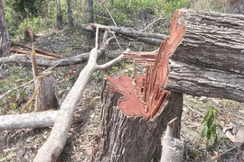 UBND tỉnh Gia Lai chỉ đạo kiểm tra, xử lý vụ phá rừng tại xã Ia Púch