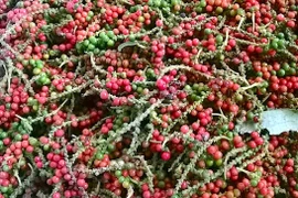 Giá hồ tiêu bật tăng mạnh đến 3.000 đồng/kg sau chuỗi ngày đi ngang