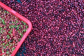 Giá cà phê tăng nhẹ, vượt ngưỡng 98.000 đồng/kg