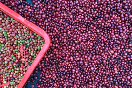 Giá cà phê tăng nhẹ, vượt ngưỡng 98.000 đồng/kg