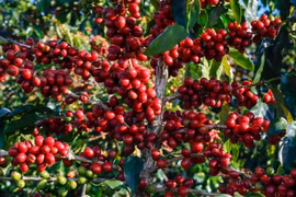 Giá cà phê đảo chiều giảm mạnh 1.300-1.400 đồng/kg