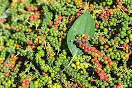 Giá hồ tiêu giảm đến 3.500 đồng/kg trong ngày 18-3