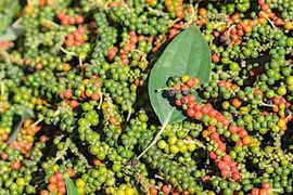 Giá hồ tiêu giảm đến 3.500 đồng/kg trong ngày 18-3