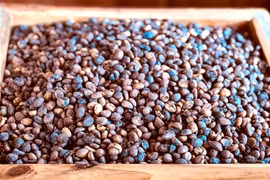 Ngày 1-3, giá cà phê nội địa ổn định giữa biến động thế giới