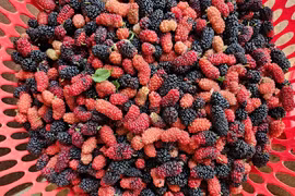 Lợi ích bất ngờ của quả dâu tằm với sức khỏe