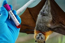 Bộ Y tế ban hành hướng dẫn chẩn đoán và điều trị bệnh do virus Nipah