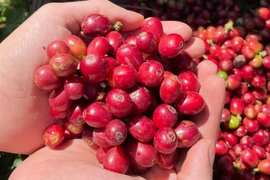 Ngày 27-1, giá cà phê chỉ biến động nhẹ tại Gia Lai