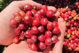 Ngày 27-1, giá cà phê chỉ biến động nhẹ tại Gia Lai