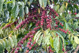 Cà phê tăng nhẹ, đạt mốc 86.000 đồng/kg