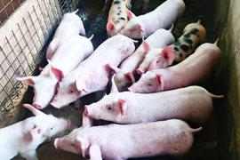 Heo hơi tiếp đà rớt giá, lùi về mốc 70.000 đồng