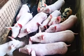 Heo hơi tiếp đà rớt giá, lùi về mốc 70.000 đồng