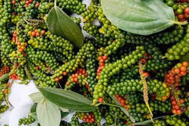 Giá cà phê và hồ tiêu cùng giảm mạnh trong ngày 5-3