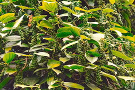 Ngày 5-4, giá cà phê và hồ tiêu đồng loạt giảm đến 1.000 đồng/kg