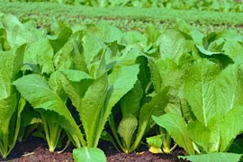 Những người "đại kỵ" với cải bẹ xanh