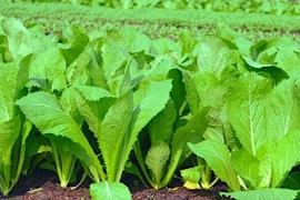 Những người "đại kỵ" với cải bẹ xanh