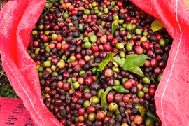 Ngày 30-1, giá cà phê quay đầu giảm 700-1.000 đồng/kg