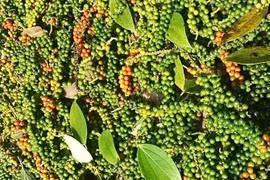 Giá cà phê giảm nhẹ, hồ tiêu tăng thêm 1.000 đồng/kg