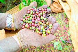 Ngày 6-2, giá cà phê trong nước tiếp tục giảm 800-900 đồng/kg.