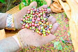 Ngày 6-2, giá cà phê trong nước tiếp tục giảm 800-900 đồng/kg.