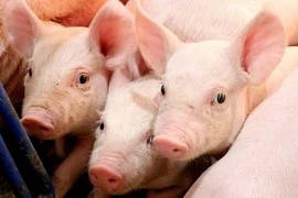 Tiếp chuỗi tăng, giá heo hơi tiến sát 80.000 đồng/kg