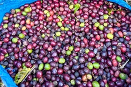 Giá cà phê giảm 800-1.000 đồng/kg trong ngày 12-3