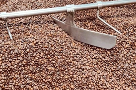 Giá cà phê đảo chiều giảm 800-1.000 đồng/kg trong ngày 27-3