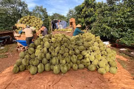 Gia Lai: Thêm 13 mã số vùng trồng sầu riêng được Hải quan Trung Quốc phê duyệt