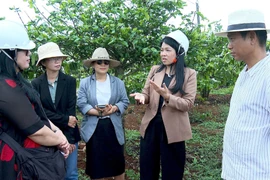 Hiệp hội Du lịch Gia Lai khảo sát xây dựng tour du lịch Café Farm tại Pleiku