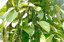 Ngày 8-3, giá cà phê và hồ tiêu cùng tăng nhẹ