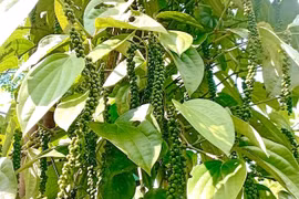 Ngày 8-3, giá cà phê và hồ tiêu cùng tăng nhẹ